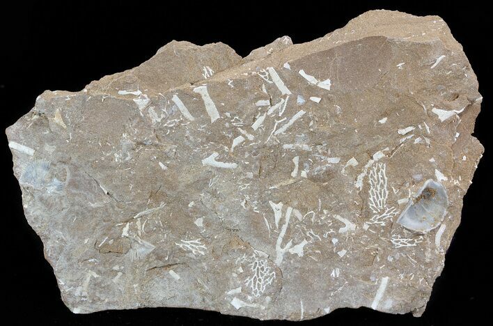 Ordovician Bryozoans (Pachydictya) Plate - Estonia #49975